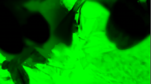 lostdoor_diffuse.png InvertRGBGreen