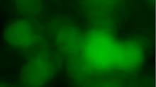 lostdoor_blurry.png GrayscaleGreen